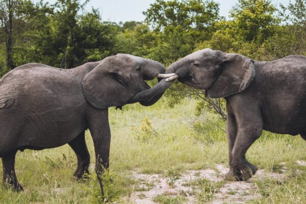 Ettevaatust, kuri elevant