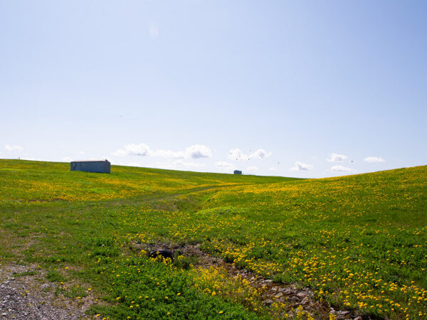 Pääsküla prügila 20 aastat hiljem – võililled, urnid ja telerid