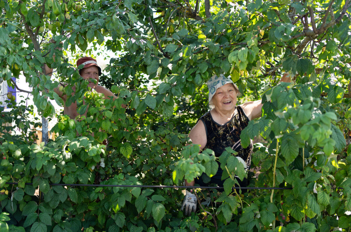 Daatšade renessanss