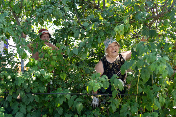 Daatšade renessanss