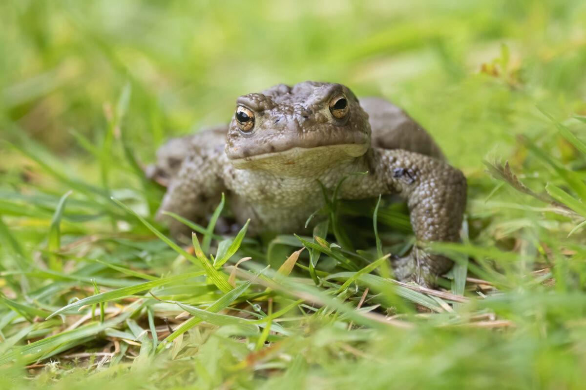 Mõned mõtted harilikust kärnkonnast