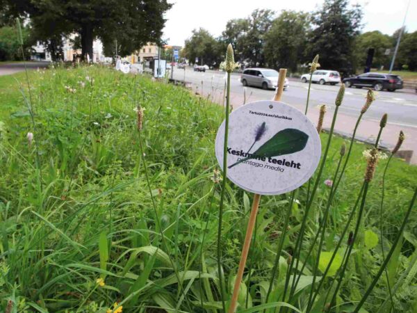 Kuidas r&auml;&auml;kida taimedest?