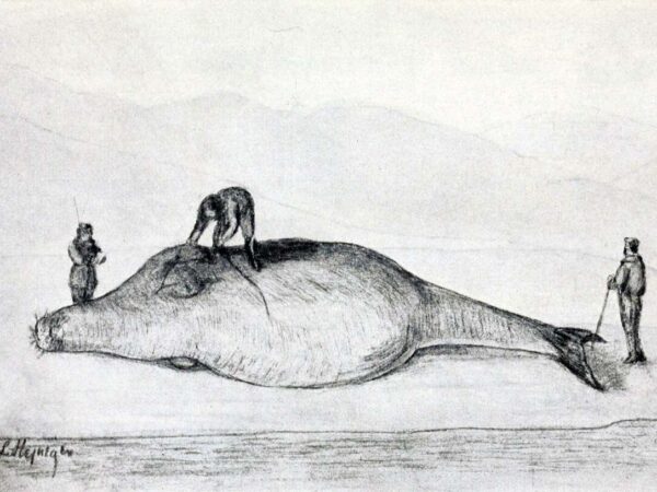 Merineitsi häirekell