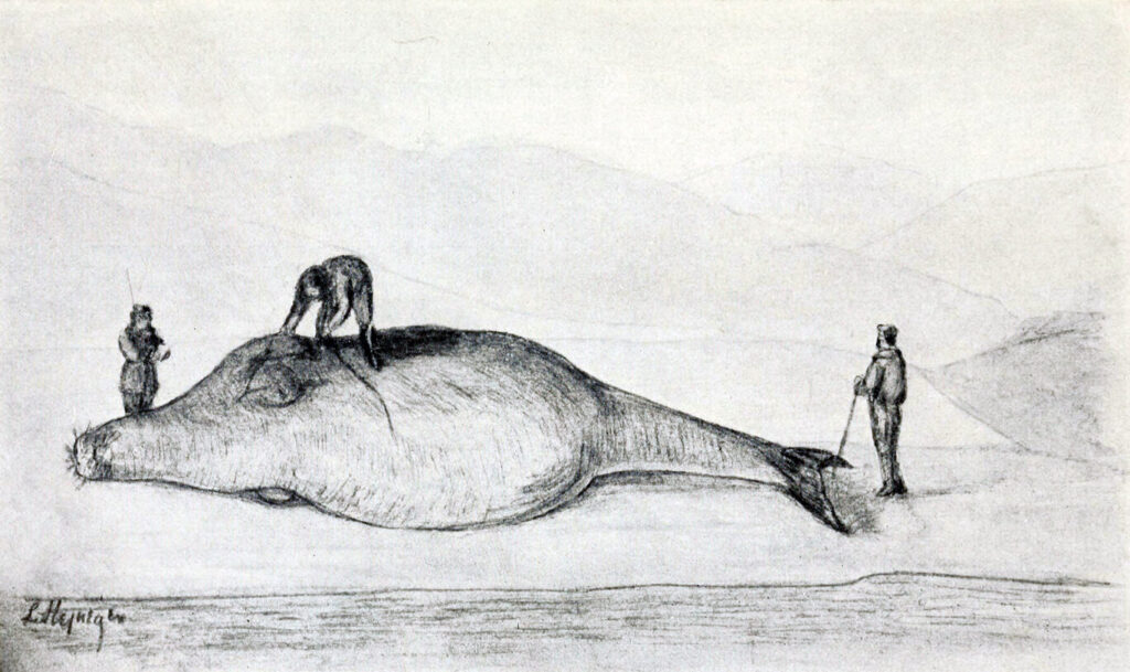 Steller meriõhva mõõtmas. Autor: Leonhard Stejneger, 1925