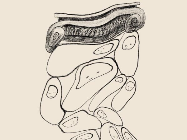 Riigi visiit Emaka Vabariiki