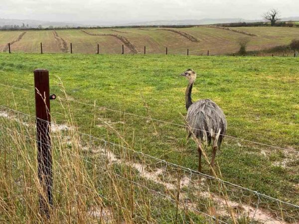 Maaelu tulevik: hoia mune eri korvides